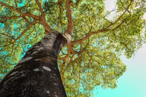 Best Rigging Practices in Tree Care